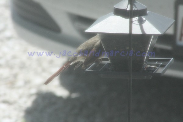 bird-feeding bird-feeding