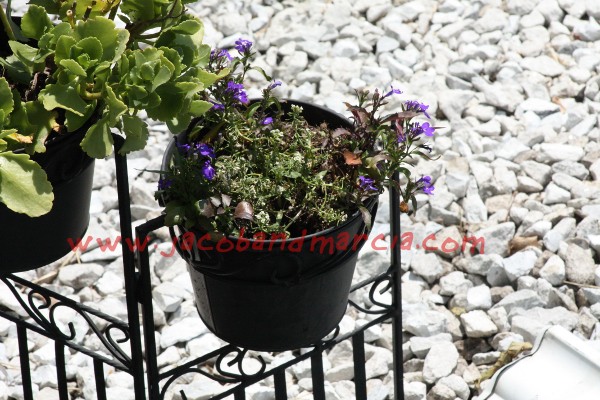 flowerspot flowerspot