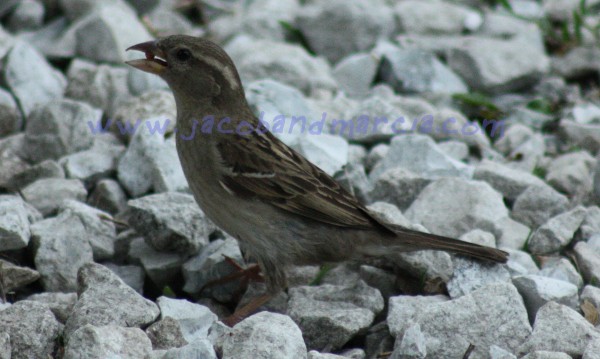 sparrow sparrow