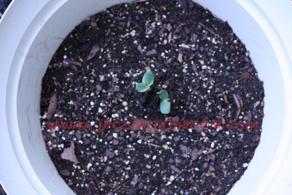 sunflower-start sunflower-start