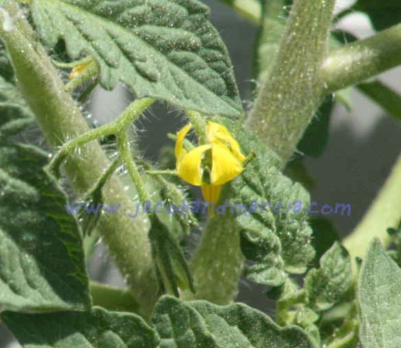tomato-bloom tomato-bloom