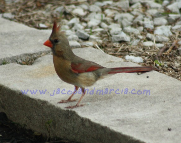 yooung-cardinal yooung-cardinal